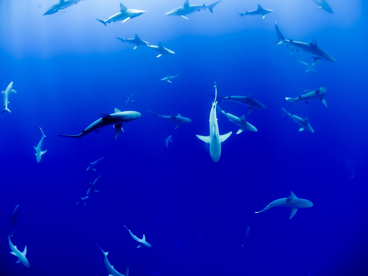 日本水族馆翻车鱼因没游客自闭,快速设计解答计划_社交版39.75.73